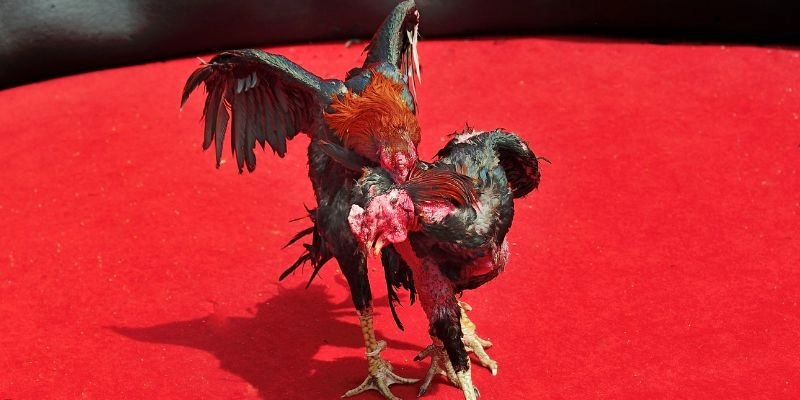  Tìm hiểu Cách thức hoạt động và quy trình mua bán tại chợ tốt gà đá sóc trăng